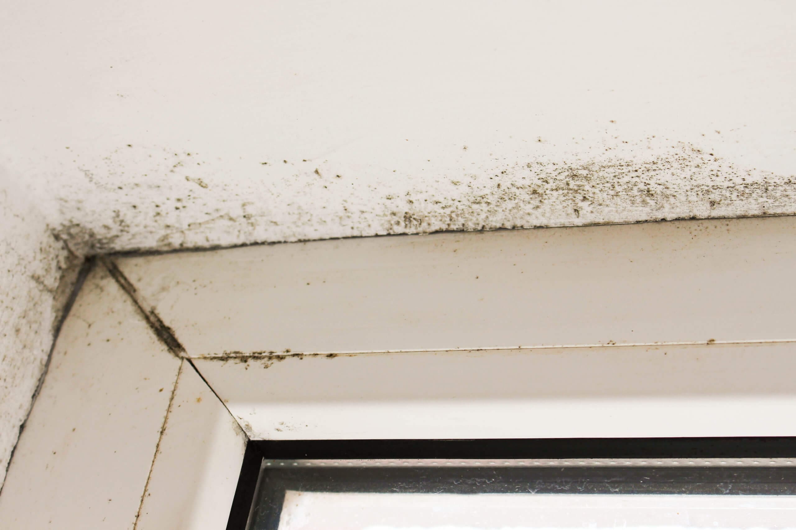 prevent mold growth