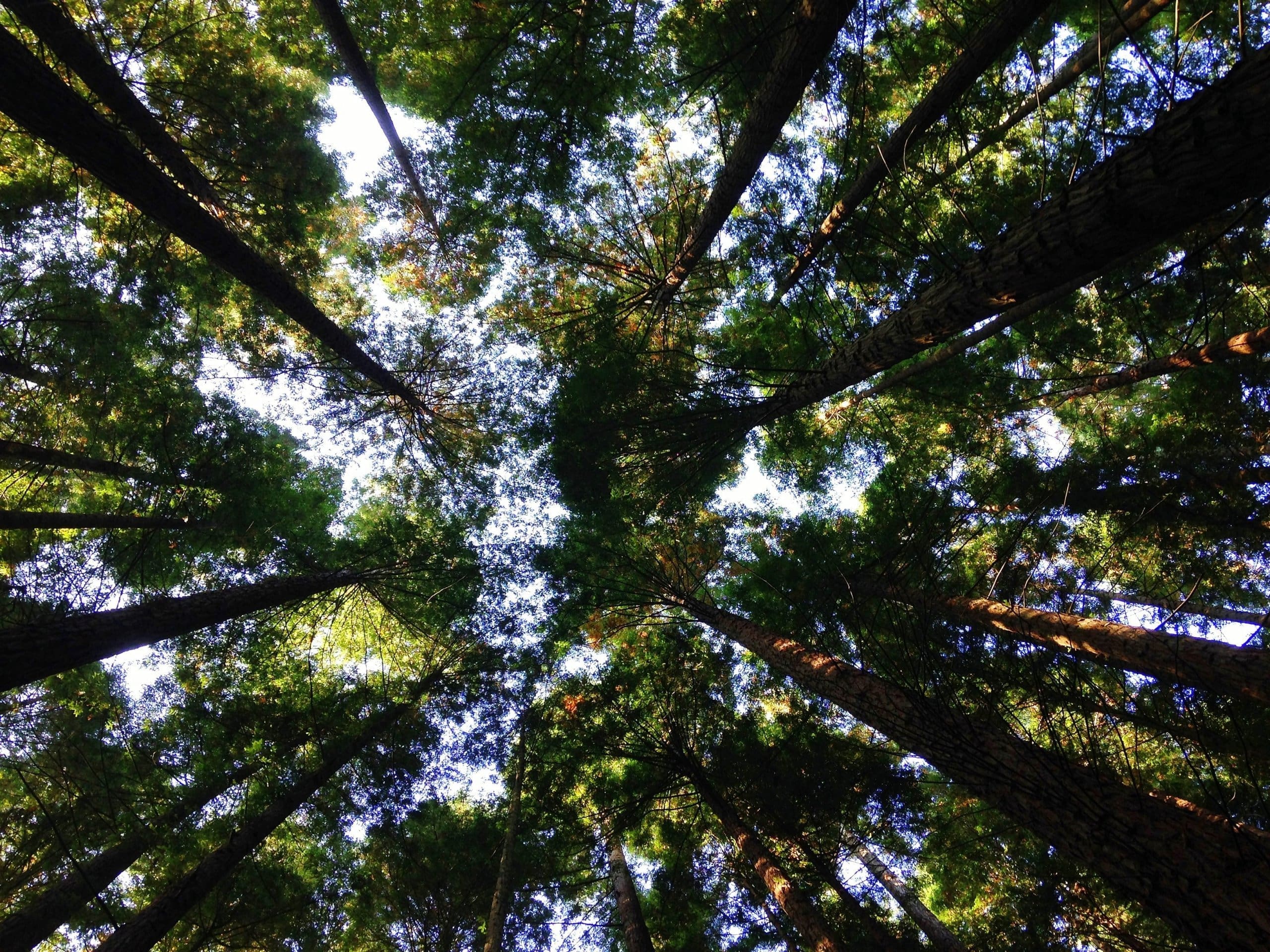 Arbor Day air quality