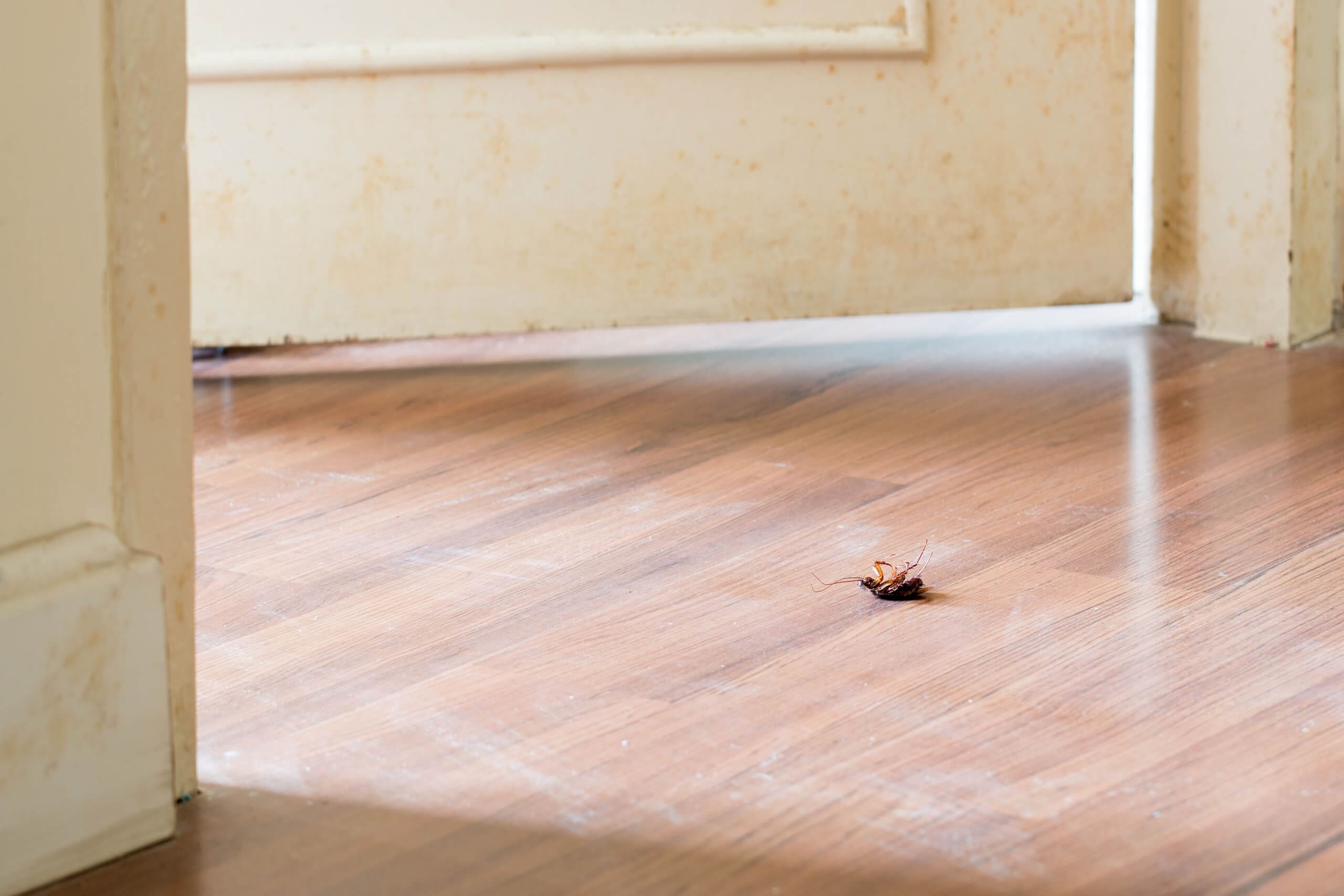 home pest control