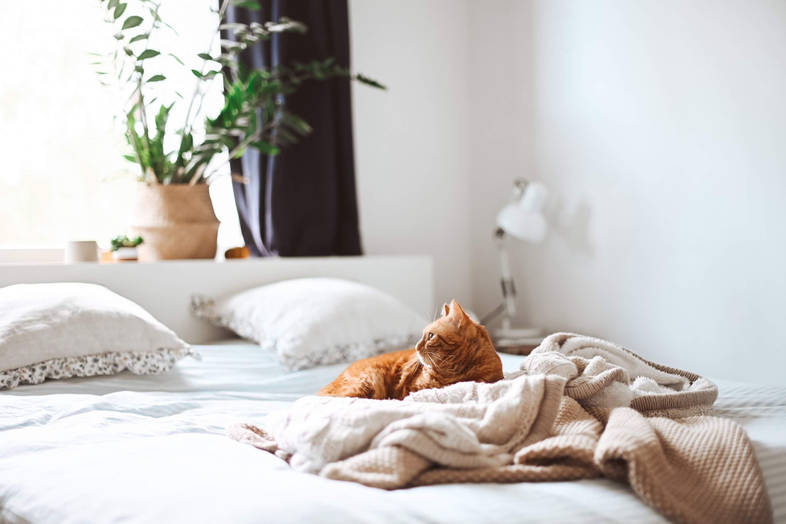 pet dander